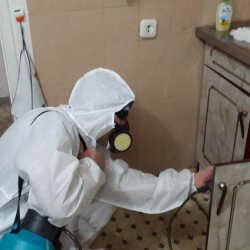 Дезинфекция от муравьев в квартире в Дальнереченске